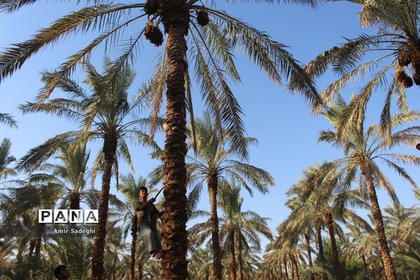 برداشت خرما در منطقه آب پخش استان بوشهر