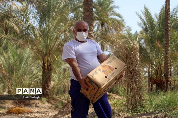 برداشت خرما در منطقه آب پخش استان بوشهر