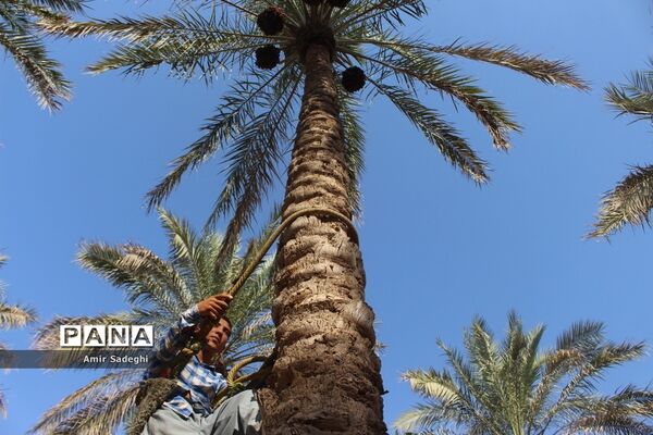 برداشت خرما در منطقه آب پخش استان بوشهر