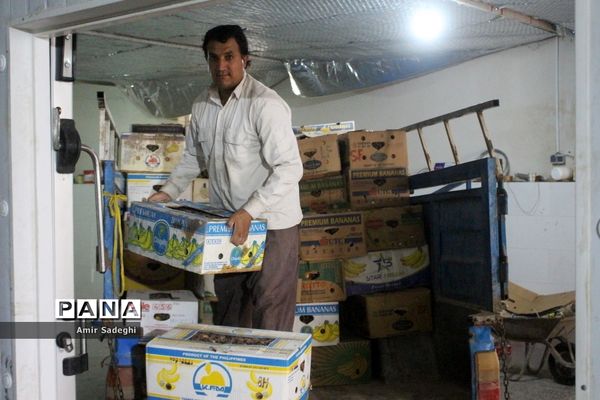 برداشت خرما در منطقه آب پخش استان بوشهر