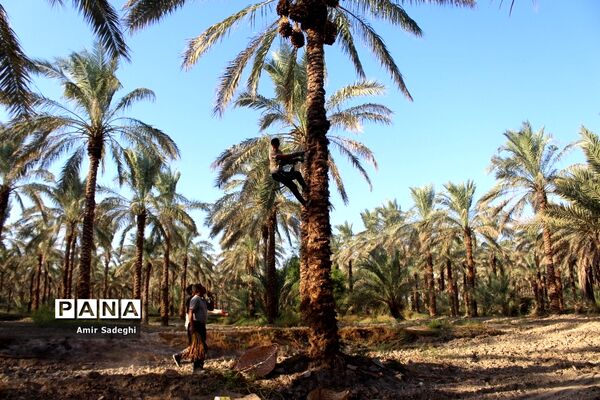 برداشت خرما در منطقه آب پخش استان بوشهر
