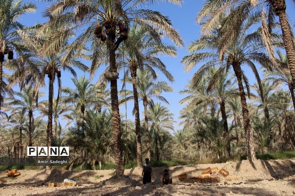برداشت خرما در منطقه آب پخش استان بوشهر