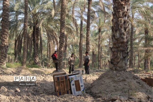 برداشت خرما در منطقه آب پخش استان بوشهر