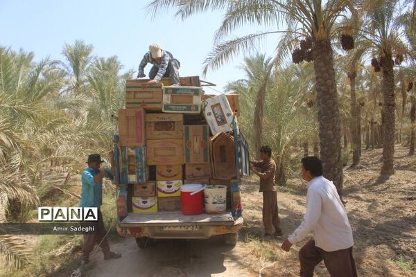 برداشت خرما در منطقه آب پخش استان بوشهر