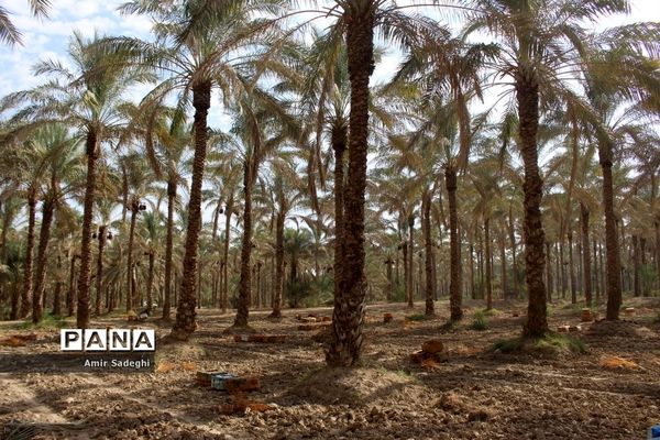 برداشت خرما در منطقه آب پخش استان بوشهر