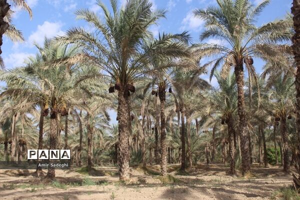 برداشت خرما در منطقه آب پخش استان بوشهر