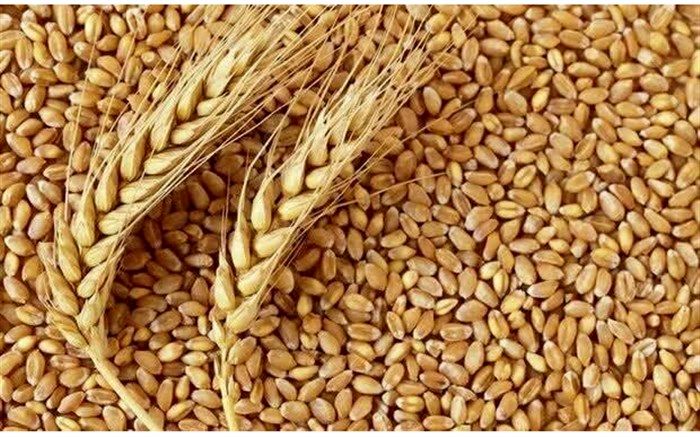 روایتی از دلایل کاهش تولید گندم