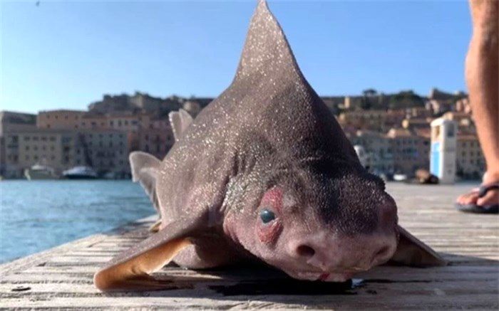 کوسه‌ای با سر خوک!