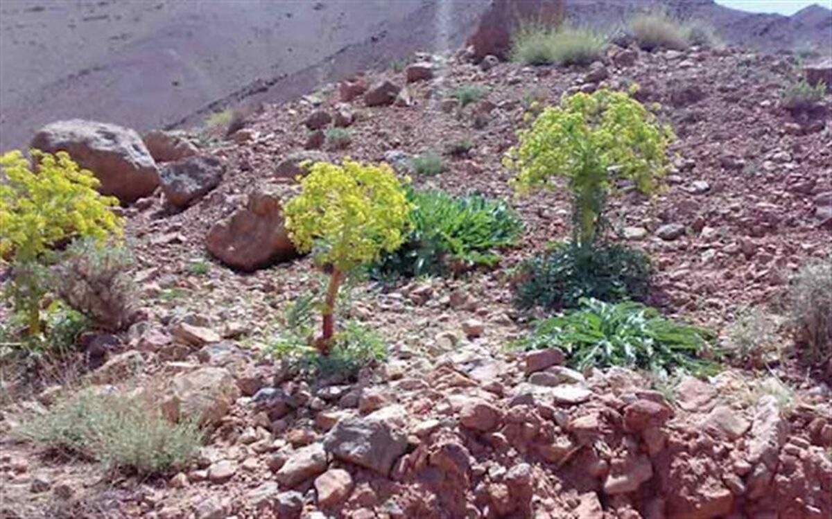 ممنوعیت برداشت گیاهان دارویی در جنگل‌ها و مراتع خراسان‌جنوبی