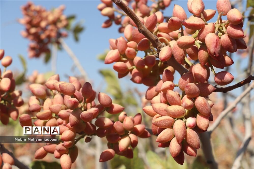 برداشت۱۸۰ تن پسته تر از باغات شهرستان جلفا