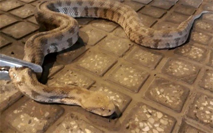 ۶ موردی که  مار‌ها را به سمت خانه‌ها می‌کشاند