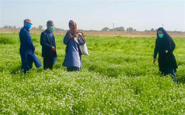 ۶۲ هکتار از مزارع هیرمند به کشت گیاهان دارویی اختصاص یافت