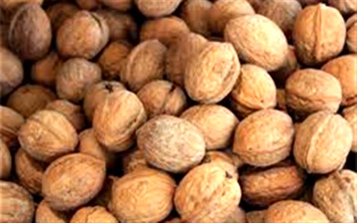 کشف بیش از ۲ هزار کیلو گردوی قاچاق