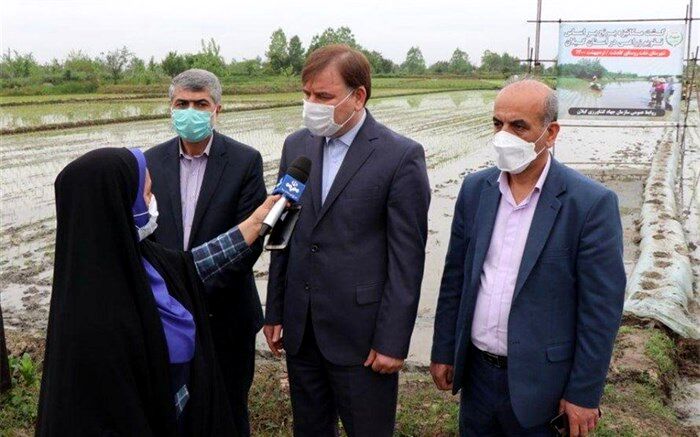 استاندار: کشاورزان برای انجام نشاءبرنج، مطابق با تقویم زراعی  عمل کنند