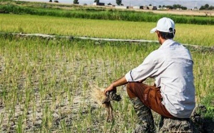 کاهش بارندگی موجب کم آبی برخی از شالیزارهای رشت شده است