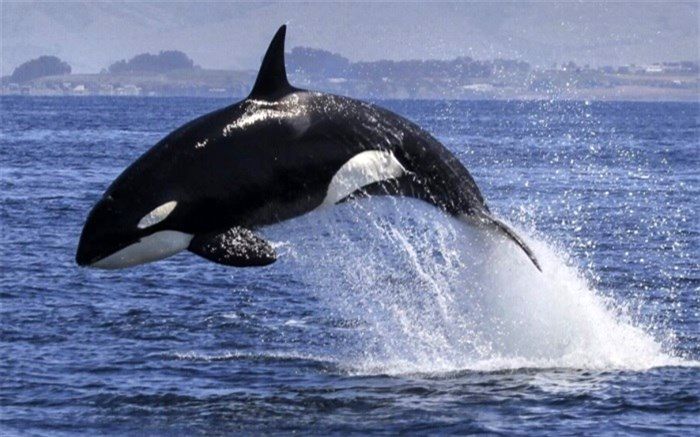 حقایق شگفت‌انگیز درباره نهنگ‌ها + عکس