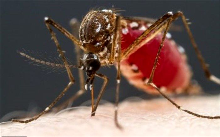 خون انسان برای پشه‌ها چه طعمی دارد؟