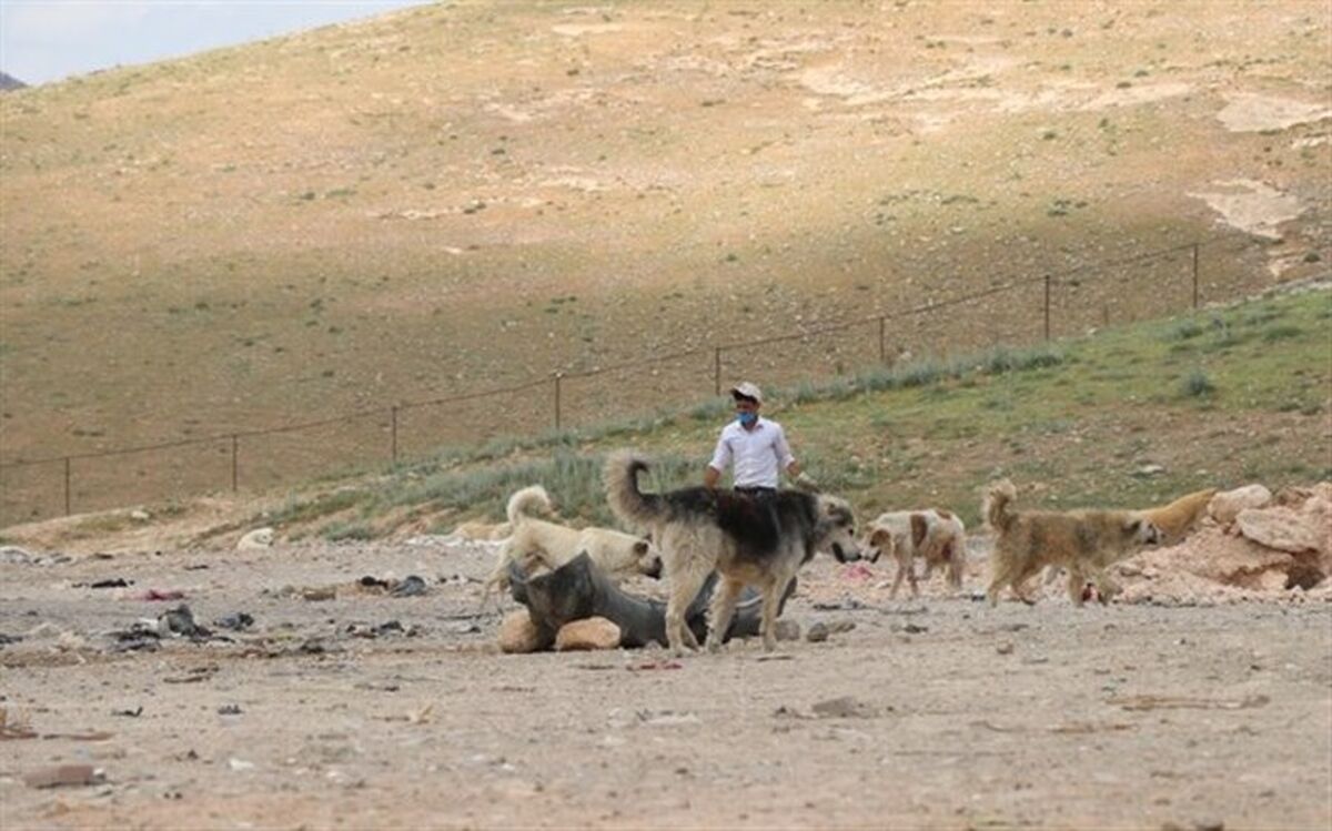 ساماندهی سگ‌های ولگرد در زیستگاه گونه‌ در معرض انقراض «میش‌مرغ»