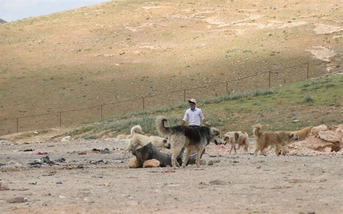 ساماندهی سگ‌های ولگرد در زیستگاه گونه‌ در معرض انقراض «میش‌مرغ»