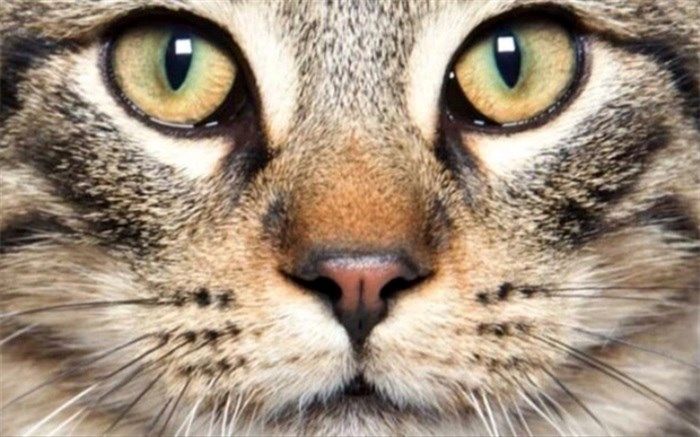 چرا مردمک برخی حیوانات عمودی است