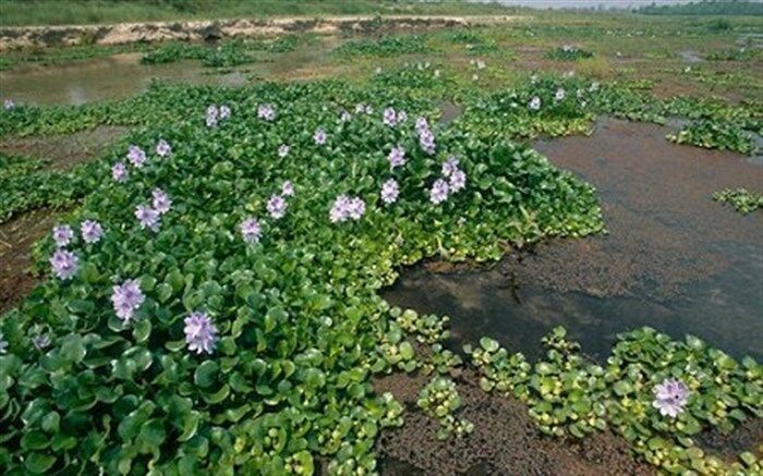 سنبل آبی خشکسالی شالیزارها را تشدید می کند