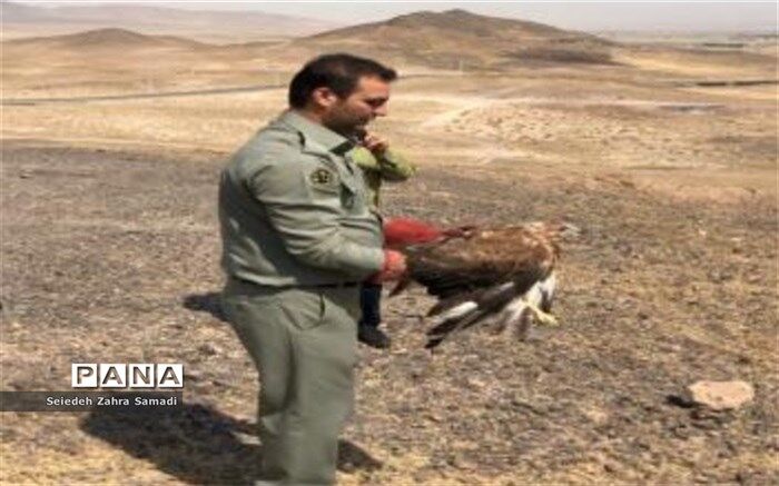 رهاسازی گونه‌های بهبودیافته حیات‌وحش در اولویت سازمان محیط‌زیست