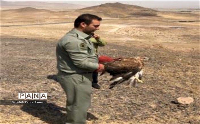 رهاسازی گونه‌های بهبودیافته حیات‌وحش در اولویت سازمان محیط‌زیست