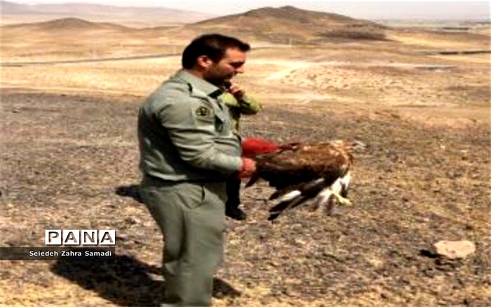رهاسازی گونه‌های بهبودیافته حیات‌وحش در اولویت سازمان محیط‌زیست