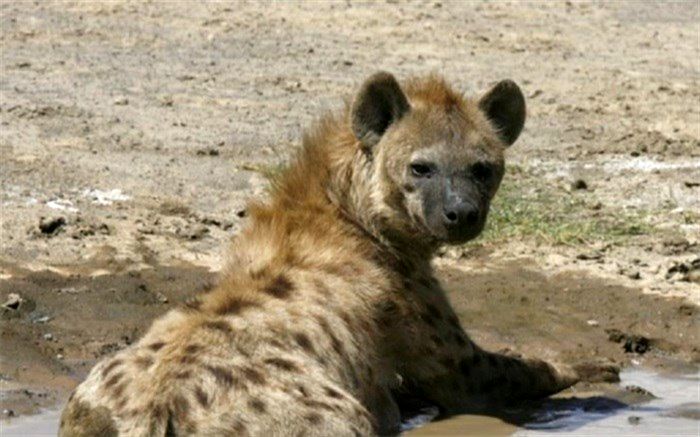 حمله کفتار به کودک ۹ ساله