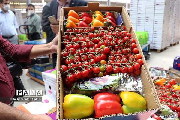 بازدید از مجتمع‌های گلخانه‌ای ارس تارلا امیر و امین تارلا شهرستان جلفا