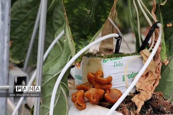 بازدید از مجتمع‌های گلخانه‌ای ارس تارلا امیر و امین تارلا شهرستان جلفا