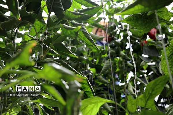 بازدید از مجتمع‌های گلخانه‌ای ارس تارلا امیر و امین تارلا شهرستان جلفا