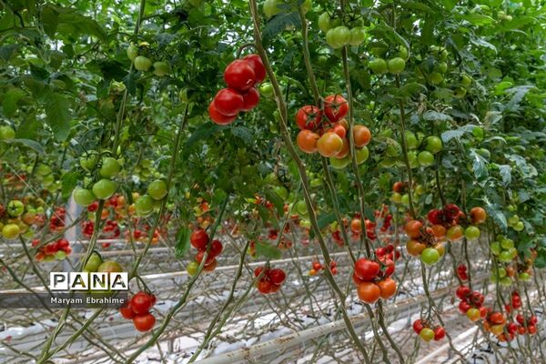 بازدید از مجتمع‌های گلخانه‌ای ارس تارلا امیر و امین تارلا شهرستان جلفا
