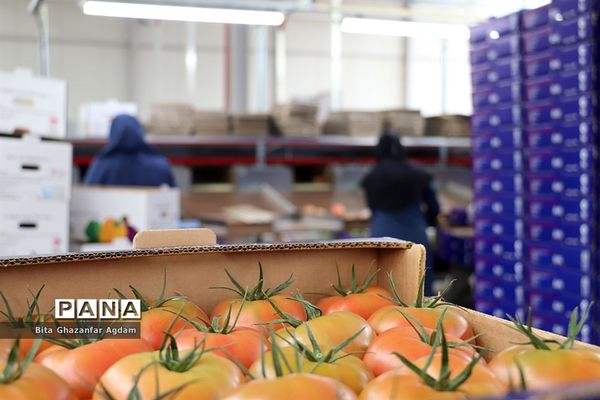 بازدید از مجتمع‌های گلخانه‌ای ارس تارلا امیر و امین تارلا شهرستان جلفا