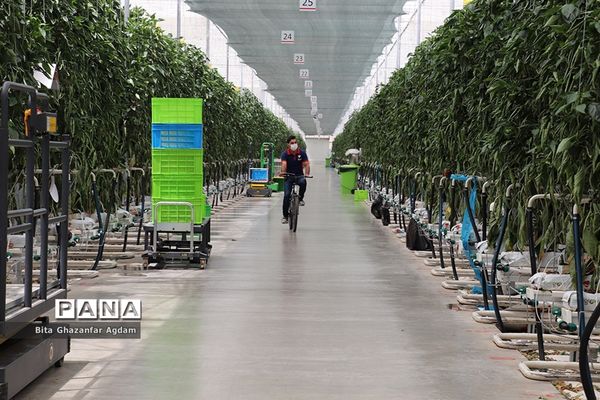 بازدید از مجتمع‌های گلخانه‌ای ارس تارلا امیر و امین تارلا شهرستان جلفا