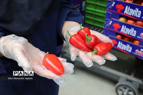 بازدید از مجتمع‌های گلخانه‌ای ارس تارلا امیر و امین تارلا شهرستان جلفا