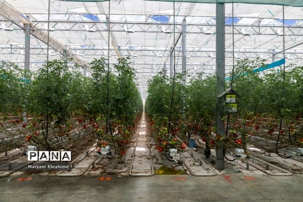 بازدید از مجتمع‌های گلخانه‌ای ارس تارلا امیر و امین تارلا شهرستان جلفا