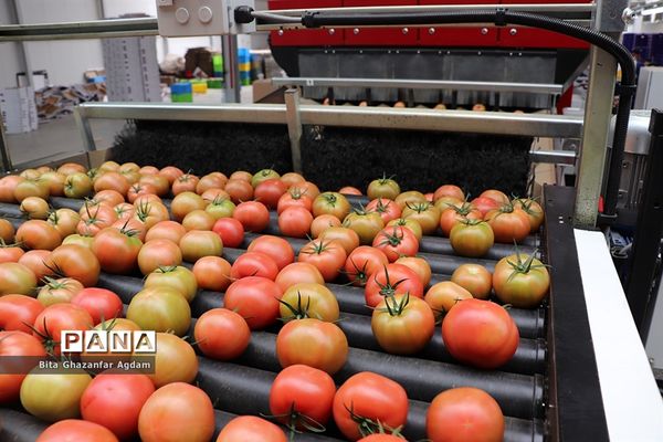 بازدید از مجتمع‌های گلخانه‌ای ارس تارلا امیر و امین تارلا شهرستان جلفا