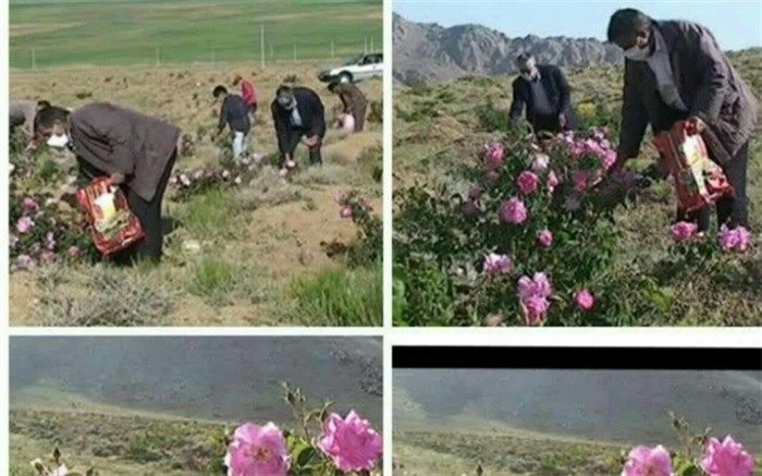 زمین‌های بایرکشاورزی، گلستان پرگل محمدی