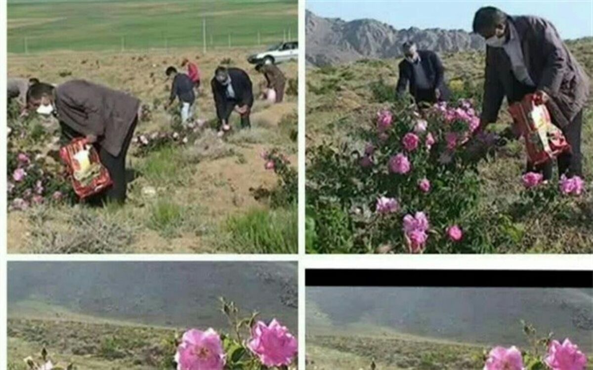 زمین‌های بایرکشاورزی، گلستان پرگل محمدی