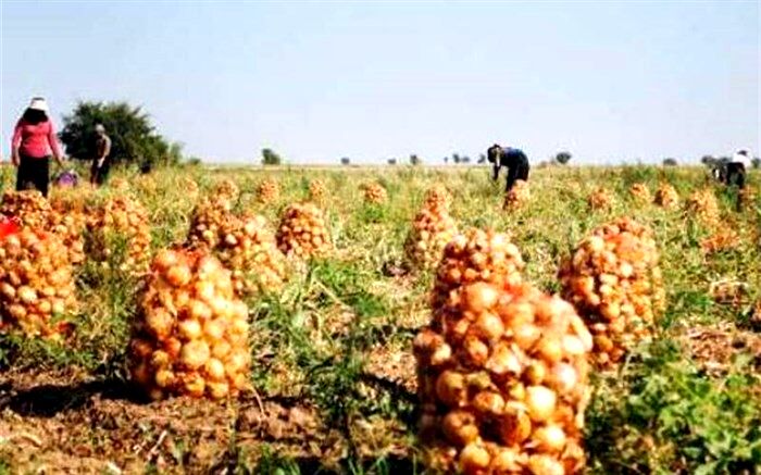 سه برابر میزان مورد نیاز در جنوب کرمان پیاز کشت شده است