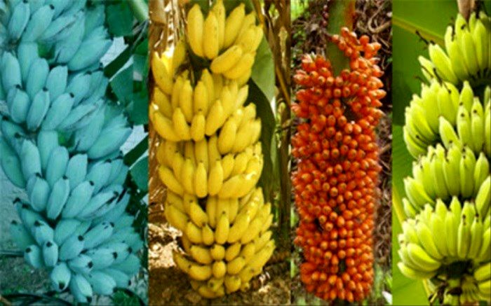 موزهایی که تاکنون اسم‌شان را نشنیده اید!