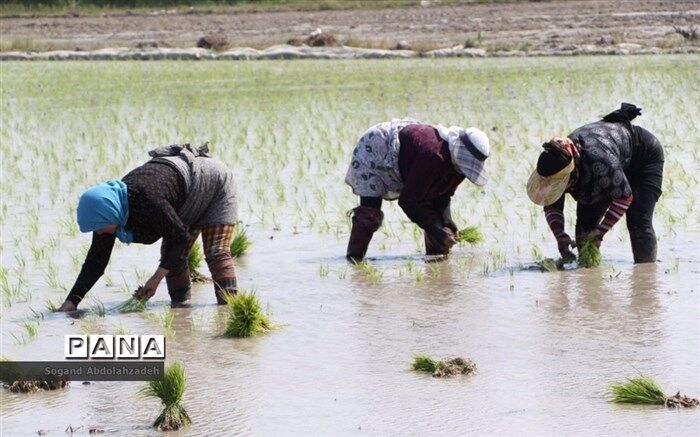 نشاکاری در ۸۰ درصد از اراضی استان‌های شمالی
