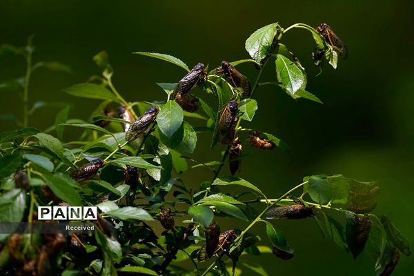 خارج شدن چند تریلیون «سیکادا»  پس از 17 سال از زیر زمین