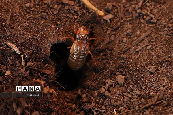 خارج شدن چند تریلیون «سیکادا»  پس از 17 سال از زیر زمین