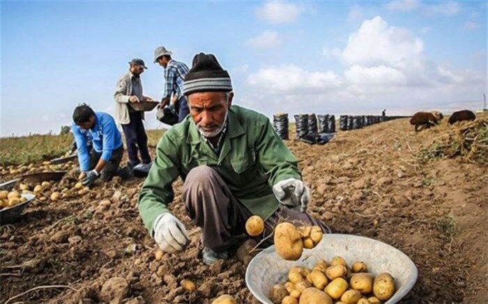 قیمت‌های دستوری سبب نابسامانی‌ در تولید و  توسعه کشاورزی می‌شود