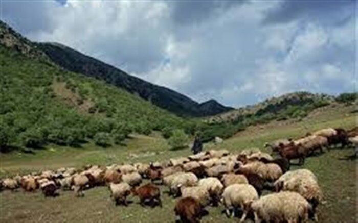 آغاز خرید تضمینی دام عشایر در سراسر کشور از فردا