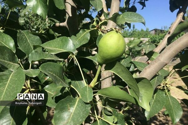 میوه‌های حاصل از شکوفه‌های درختان