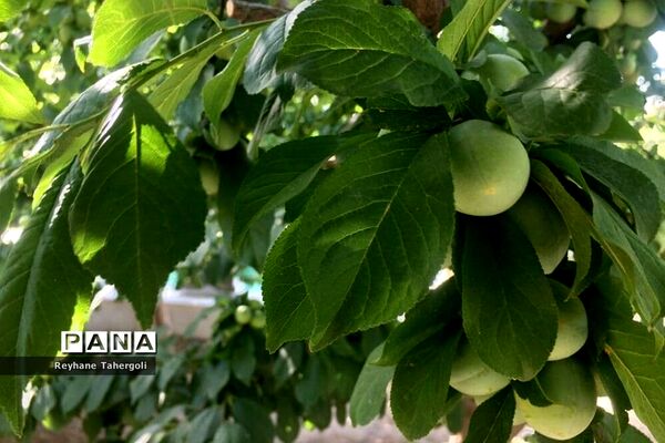 میوه‌های حاصل از شکوفه‌های درختان