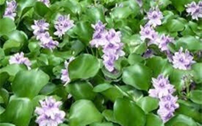 جمع‌آوری دستی و مکانیزه سنبل آبی از اکوسیستم‌های آبی گیلان  